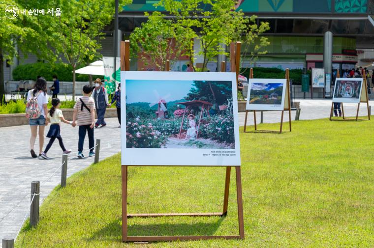 푸른 잔디에서 <장미원 사진공모전 수상작> 전시회가 열리고 있는 모습