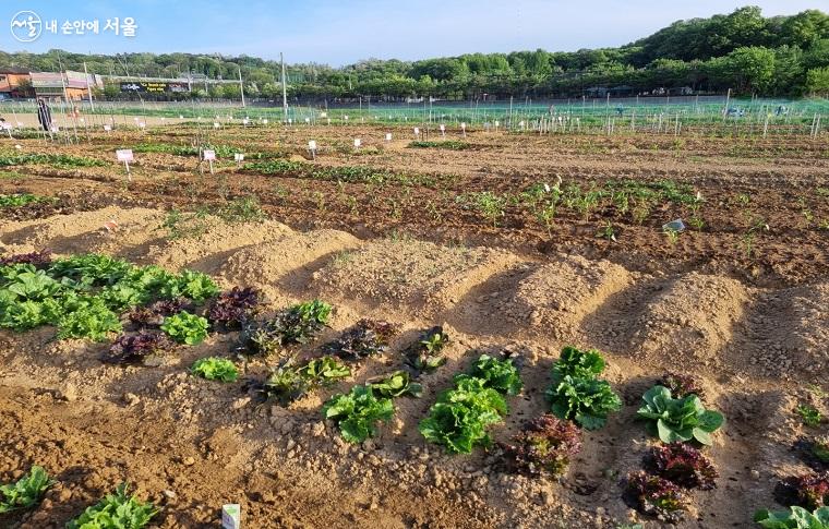 '함께서울 친환경농장' 중 한 곳인 고양시 수역이농장 모습 ⓒ박남식