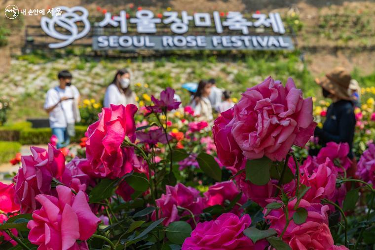 중랑천에서 '서울장미축제'를 즐기는 시민들의 모습