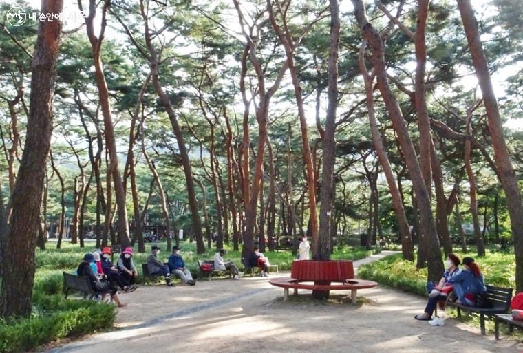 ﻿울창한 소나무숲 솔밭공원 ⓒ김종성 