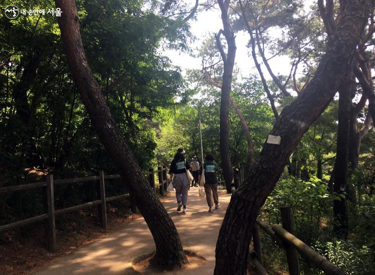 참가자들이 예쁜 소나무 숲길을 오르고 있다. ⓒ이성국