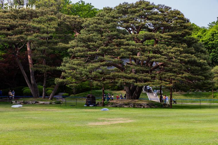 청와대에서 가장 아름다운 정원인 녹지원에 청와대를 상징하는 177년 된 소나무 반송이 우뚝 서 있다. 
