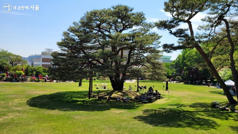 녹지원의 청와대 지킴이 나무, 170년 된 한국산 반송 ？최용수