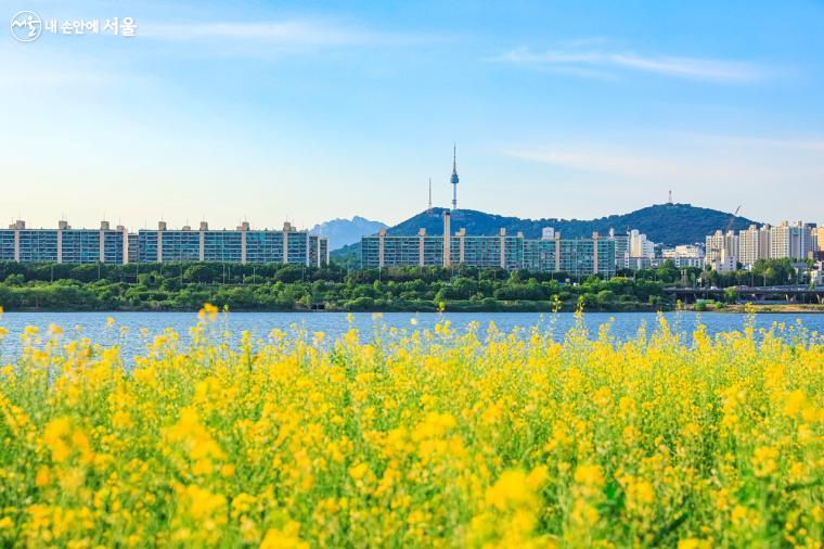 서울 도심 배경으로 끝없이 펼쳐진 노란 유채꽃밭 풍경이 장관을 이루고 있다. ⓒ박우영