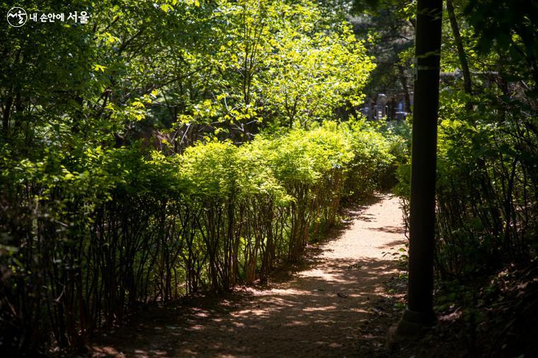 울창한 수목이 빼곡히 자리하고 있어, 햇살이 강한 날에도 쾌적하게 산책을 즐길 수 있다. 