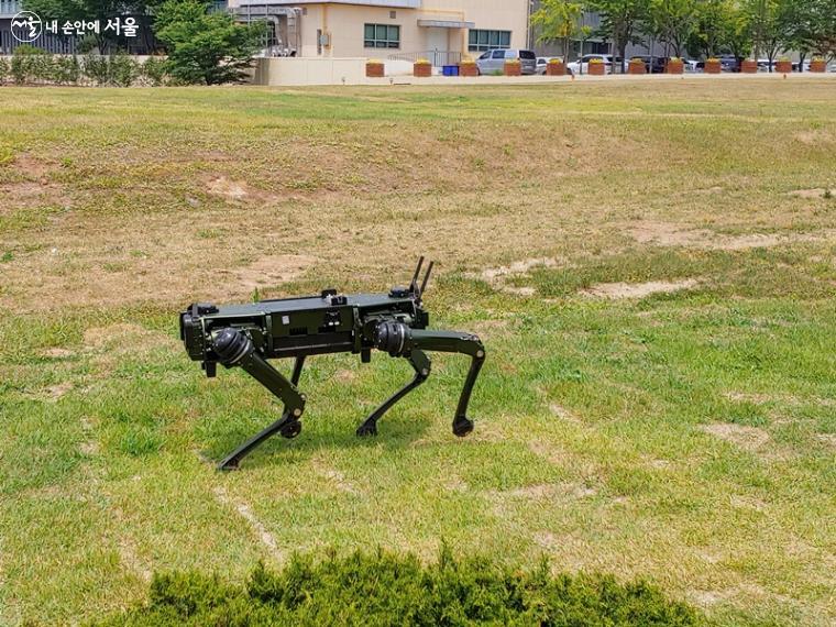 잔디마당에서 열심히 임무를 수행하며 다니고 있는 경비로봇도 볼 수 있다.