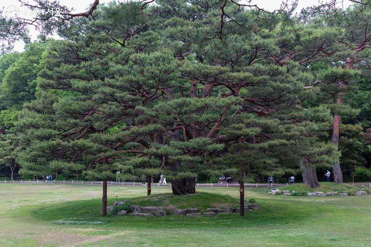 청와대 경내에서 가장 아름다운 정원인 녹지원에는 120여 종의 나무와 역대 대통령들의 기념식수가 있다. 그 한가운데에 177년 된 소나무 반송이 자리하고 있다 ⓒ문청야