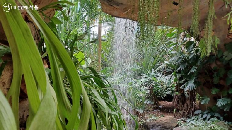 온실내 폭포가 떨어지는 서울식물원의 열대식물원