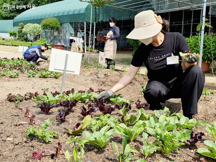 참가자들은 텃밭 조성부터 작물의 수확, 다양한 연계 체험을 해 볼 수 있다. ⓒ방금숙