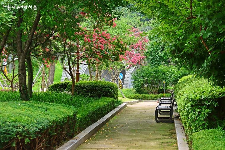 서순라길에서 궁궐 담장으로 오르는 작은 공원에 배롱나무 꽃이 활짝 피어 있다.