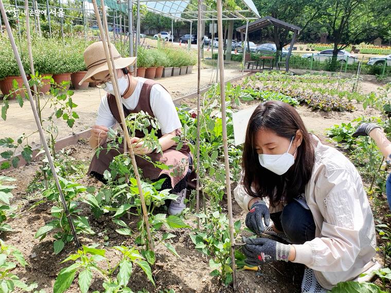 키가 자란 식물에 주대를 세우고 내 인생의 지주대를 생각해 보는 시간을 가졌다. ⓒ방금숙