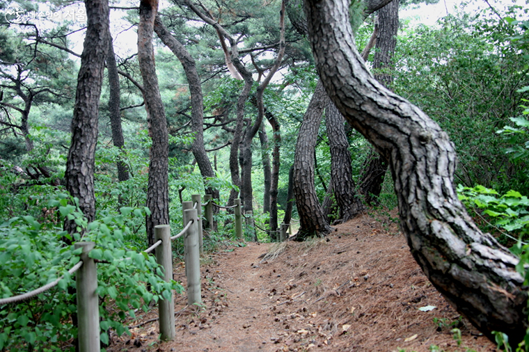 남산 소나무 힐링숲 산책로