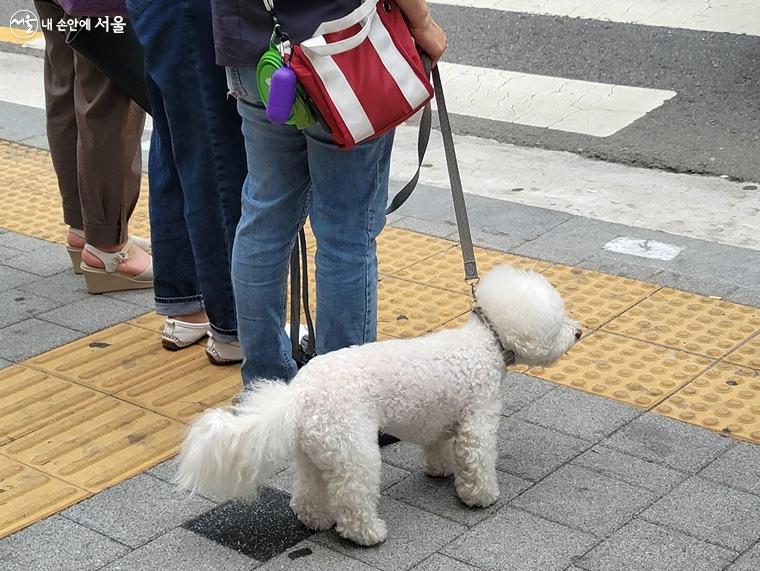 거리에서 반려견과 함께 다니는 사람들을 점점 더 많이 볼 수 있다. 