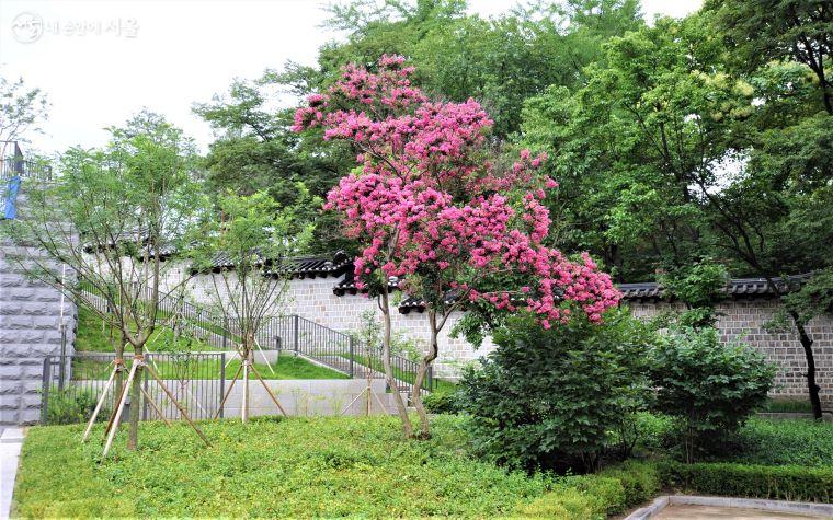 서울돈화문국악당 쪽에서 궁궐담장길로 오르는 계단 앞에 배롱나무가 한창이다. ⓒ조수봉