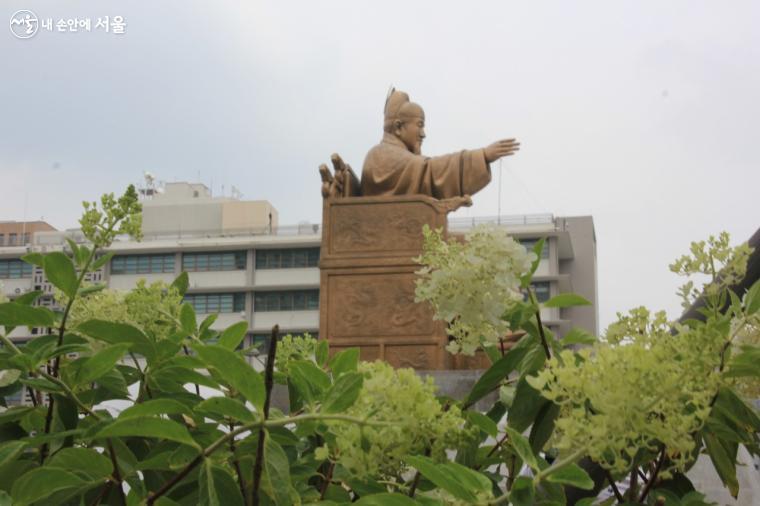 광화문광장 정원 곳곳에 ‘목수국’들이 몽실몽실 하얀 구름처럼 피어 있다.