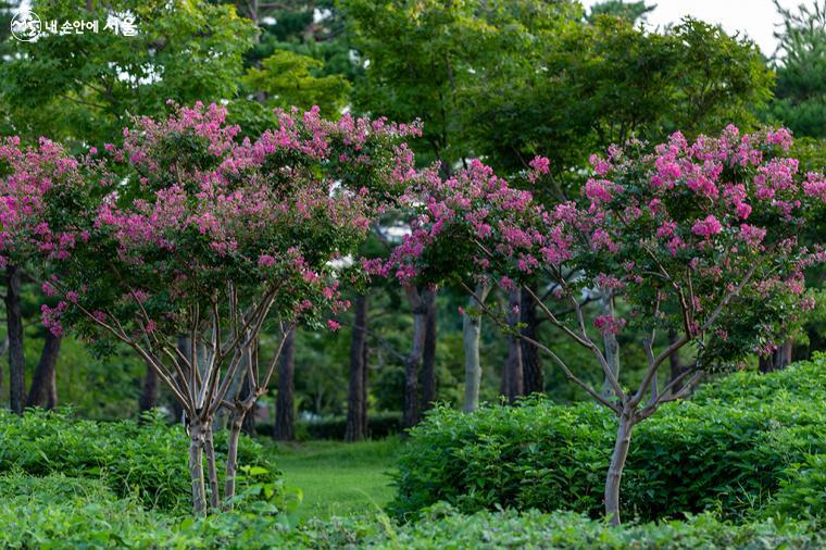 종묘광장공원에 푸른 나무와 배롱나무 꽃이 보색으로 선명하게 보인다.
