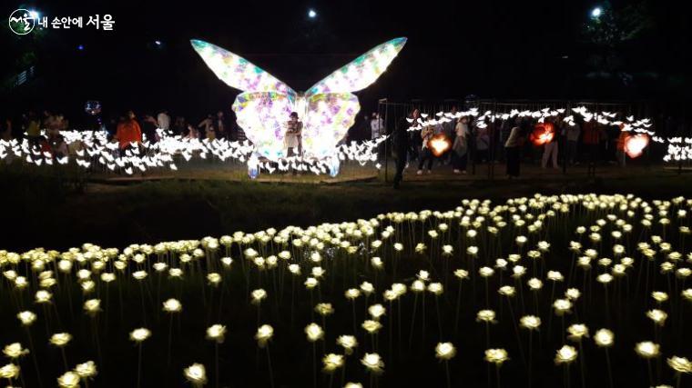 구로구 안양천 빛축제의 아름다운 나비와 연꽃 Ⓒ홍지영 