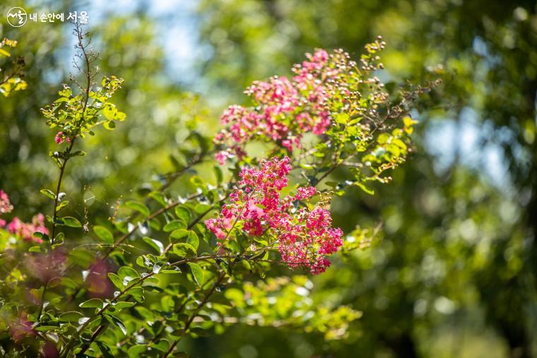 아차산숲속도서관 건물 주변에는 화단이 새롭게 정비되어 여름과 가을꽃들을 많이 감상할 수 있다