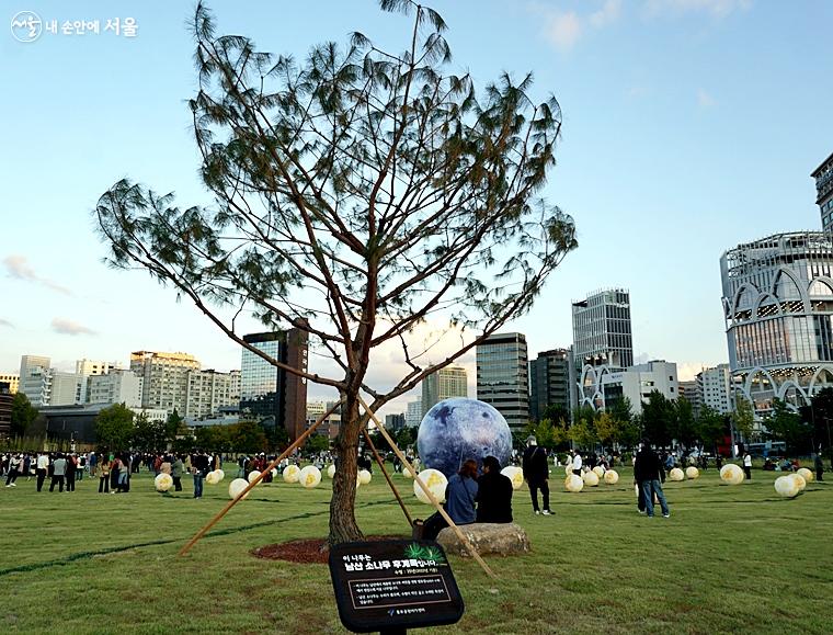 남산 소나무 후계목이 심어져 있다. ⓒ김윤경