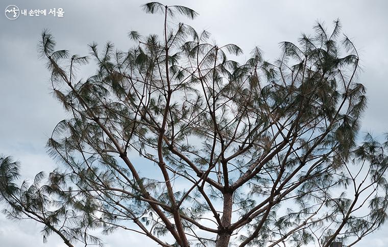 잔디광장 주변에는 수령 25년(2022년 기준)된 남산 소나무 후계목을 볼 수 있다. ⓒ김아름