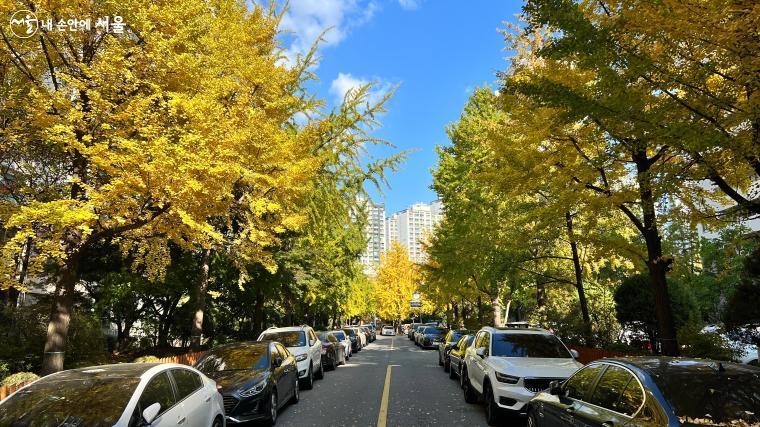 지하철 2호선 잠실나루역 주변 아파트 단지. 은행나무 단풍이 시작되고 있다.
