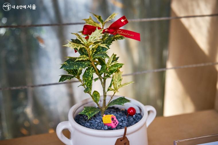 붉은 열매가 성탄절 장식용으로 쓰이는 ‘무늬호랑가시나무’의 아기자기한 모습 