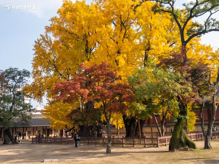 명륜당의 은행나무가 가을 단풍의 절정을 보여주는 듯하다.