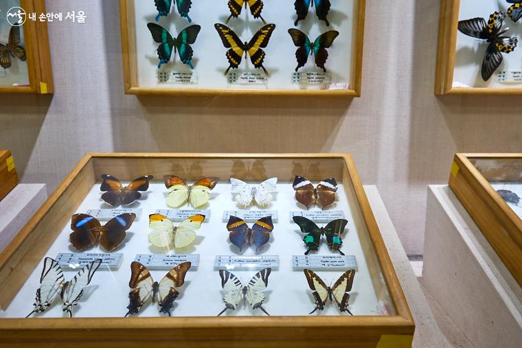 표본전시실에서는 아름답고 화려한 갖가지 나비의 모습을 볼 수 있다.