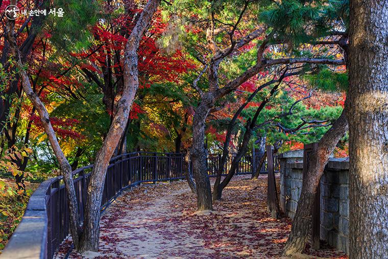 한양도성 순성길 산책길에 알록달록 가을이 물들어 가고 있다.