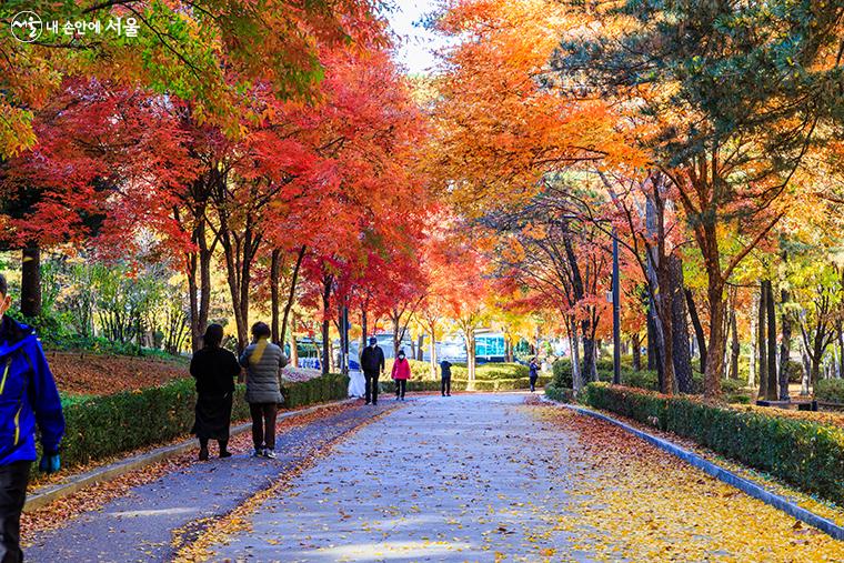 걷는 곳곳 아름다운 단풍잎들이 가는 가을을 붙잡는 듯하다. 