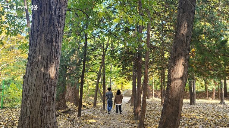 홍릉숲은 숲속 맑은 공기를 마시면서 호젓하게 산책을 즐기기에 좋다.