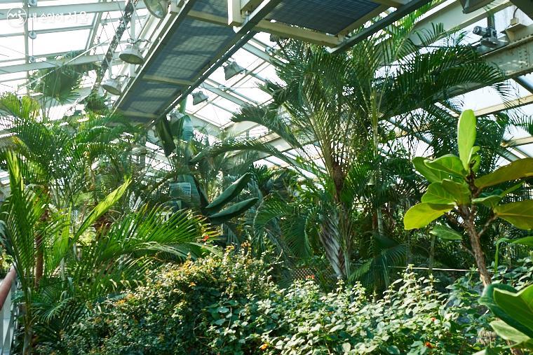 다양한 야자수 등의 열대 식물이 2층 유리 천장까지 높이 자라 밀림을 이루고 있다.