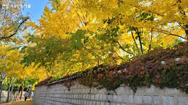 홍릉숲에서 세종대왕기념관, 영휘원으로 가는 길목에도 단풍이 이어져 깊어가는 가을을 만끽할 수 있다.