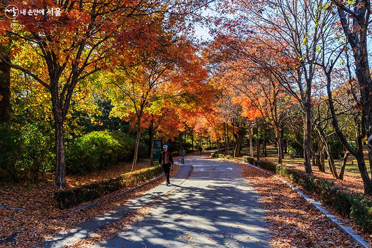 앙상한 나뭇가지와 함께 알록달록 단풍이 우거진 길에도 가을이 가득 하다.