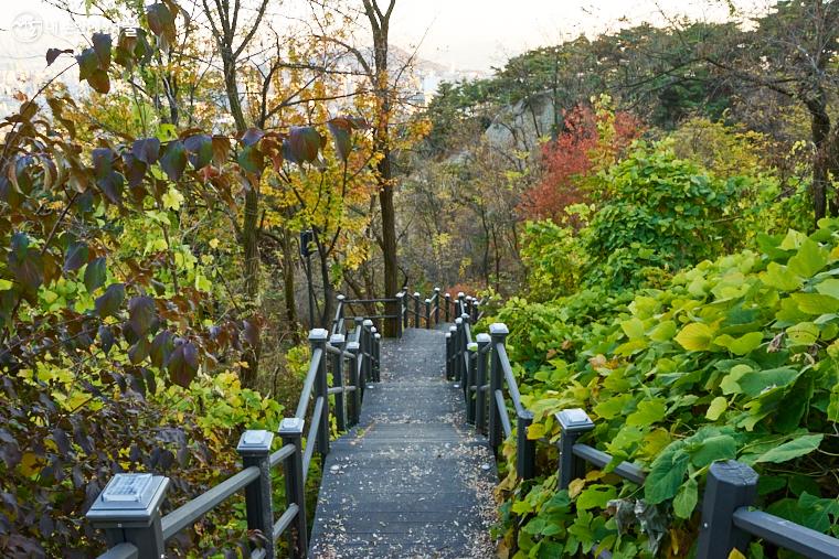 수백 개의 계단을 오르는 수고로움이 기다리고 있지만 단풍으로 물들어가는 숲을 바라보며 걷는 길은 별로 힘들지 않다 ⓒ이정규