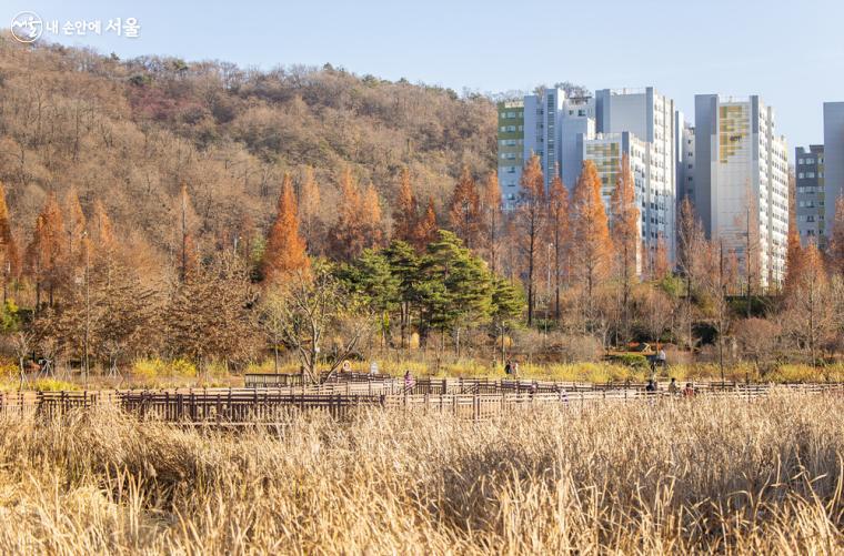 구로구의 소중한 수목원 중 하나인 푸른수목원 내에는 '항동저수지'가 있어 좋은 산책코스가 되어주고 있다.