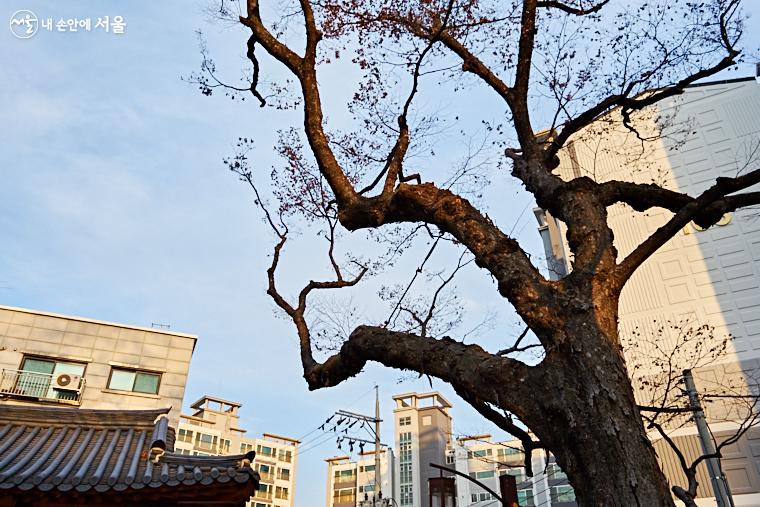 공민왕사당 주변에는 수령 200년이 넘는 느티나무와 회화나무 수 그루가 있어 이 공간의 오랜 역사를 짐작케 한다.