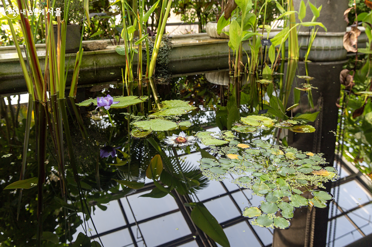 수생식물이 자라는 작은 연못에는 수련이 피어 있다.