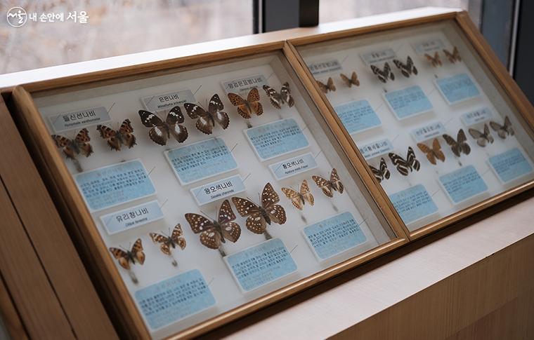 크기와 모양이 다양한 나비 표본과 설명 ⓒ김아름