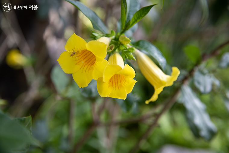'노란 알라만다' 꽃에서 곤충이 꿀을 먹고 있다.