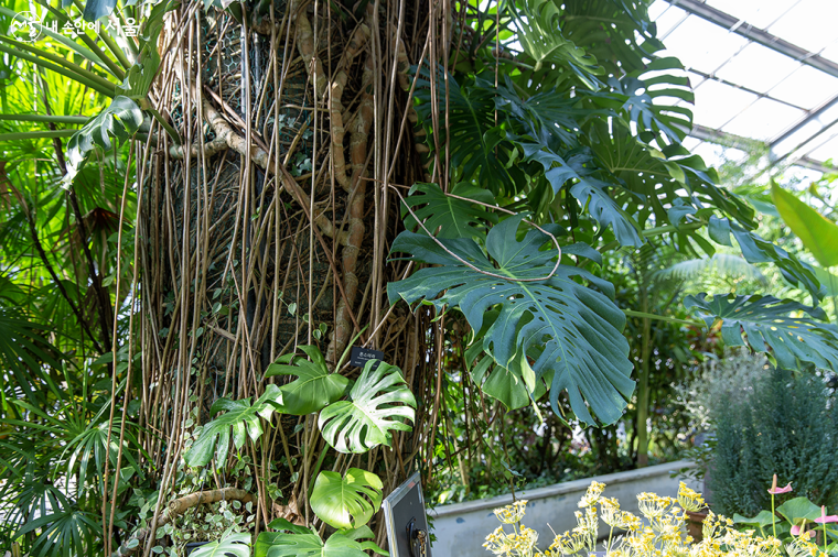 독특한 잎모양을 가진 몬스테라는 열대 아메리카가 원산지인 덩쿨식물이다. 