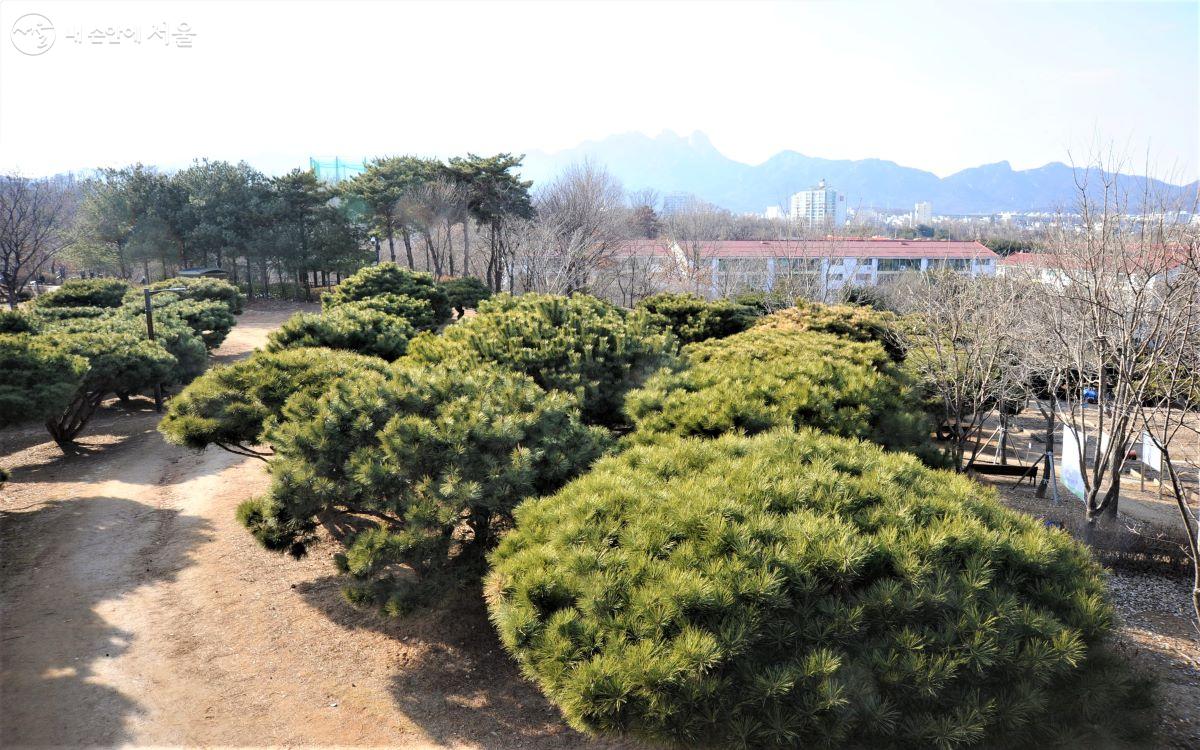 기증받은 200여 그루의 반송이 숲을 이루고 있다. ⓒ조수봉