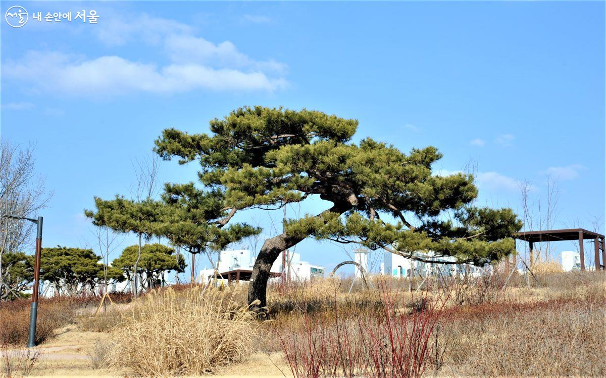 공원 상층부에 자리한 명품 소나무 ⓒ조수봉