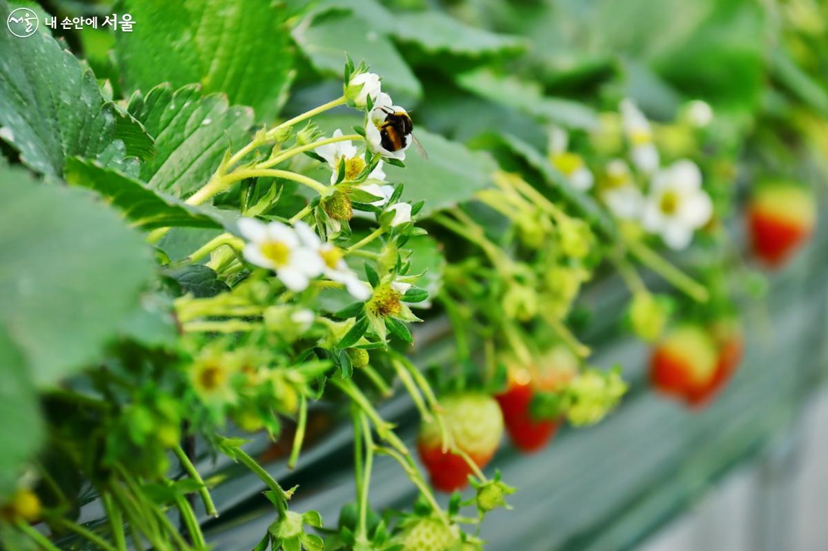 '설향' 딸기는 저온에서 벌을 이용해 수정하고, 클로렐라 농법을 활용하여 친환경적으로 재배한다. ⓒ정향선