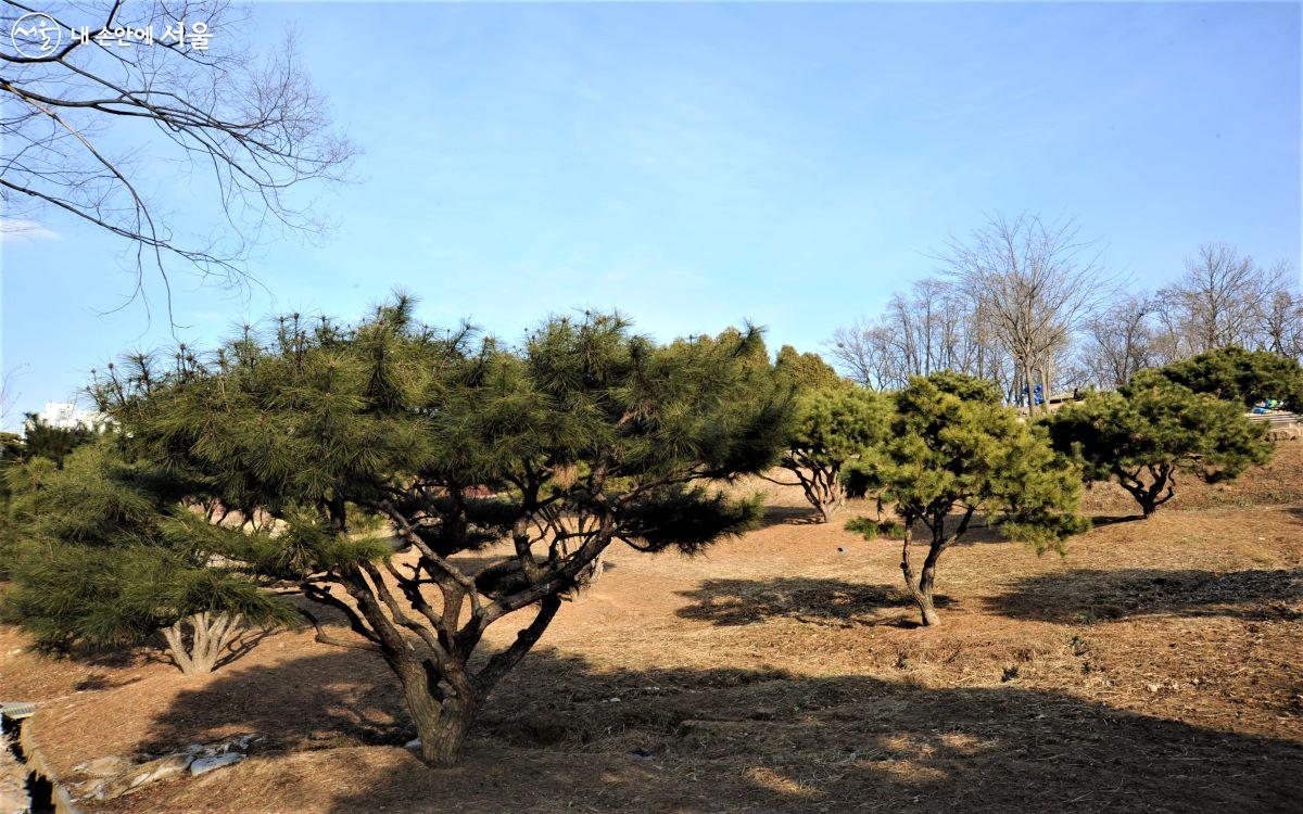 키가 작고 옆으로 퍼지는 소나무인 반송은 분재 작품을 보는 듯하다. ⓒ조수봉