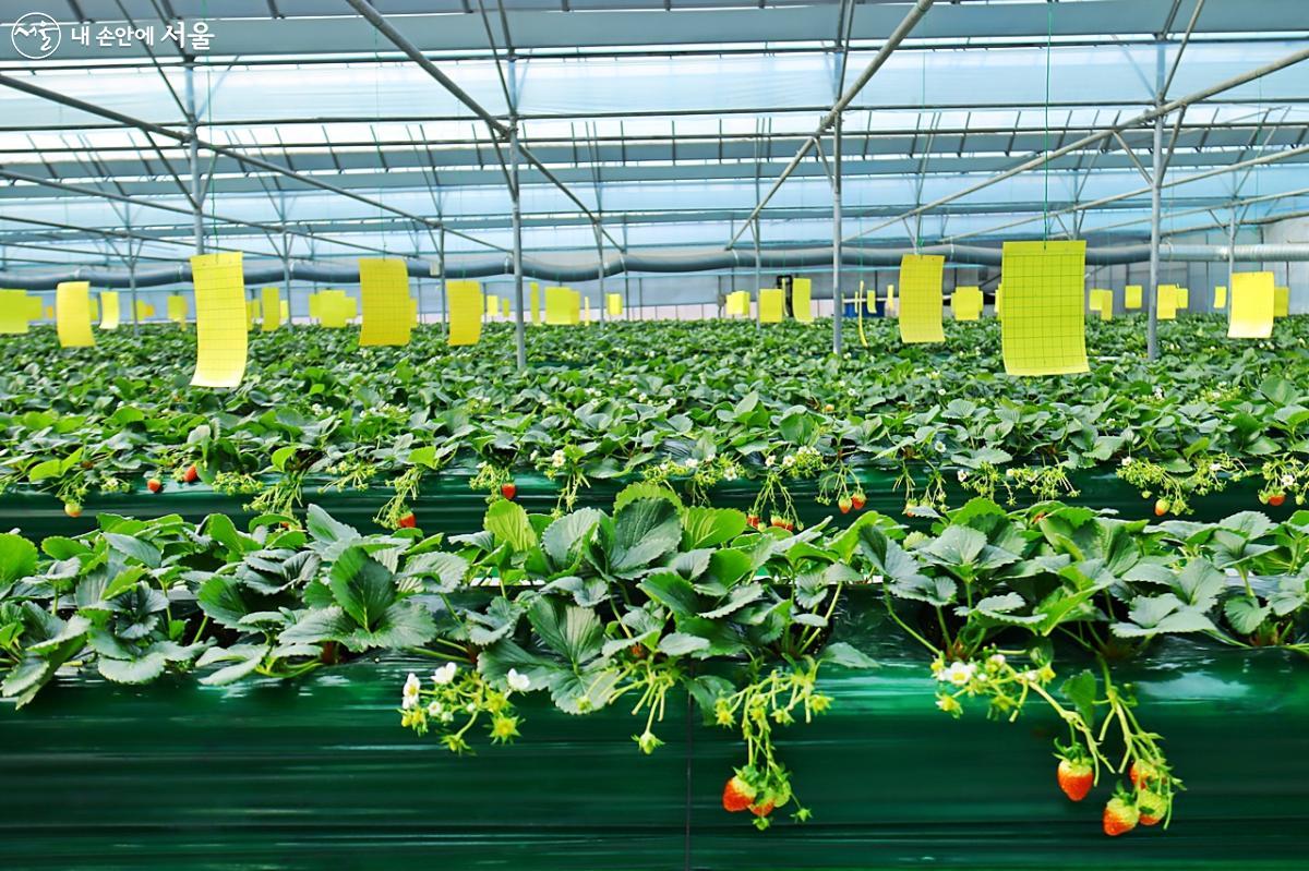 스마트팜 딸기농장(1,527㎡)에 설향 딸기 3,500여 포기가 자라고 있다. ⓒ정향선