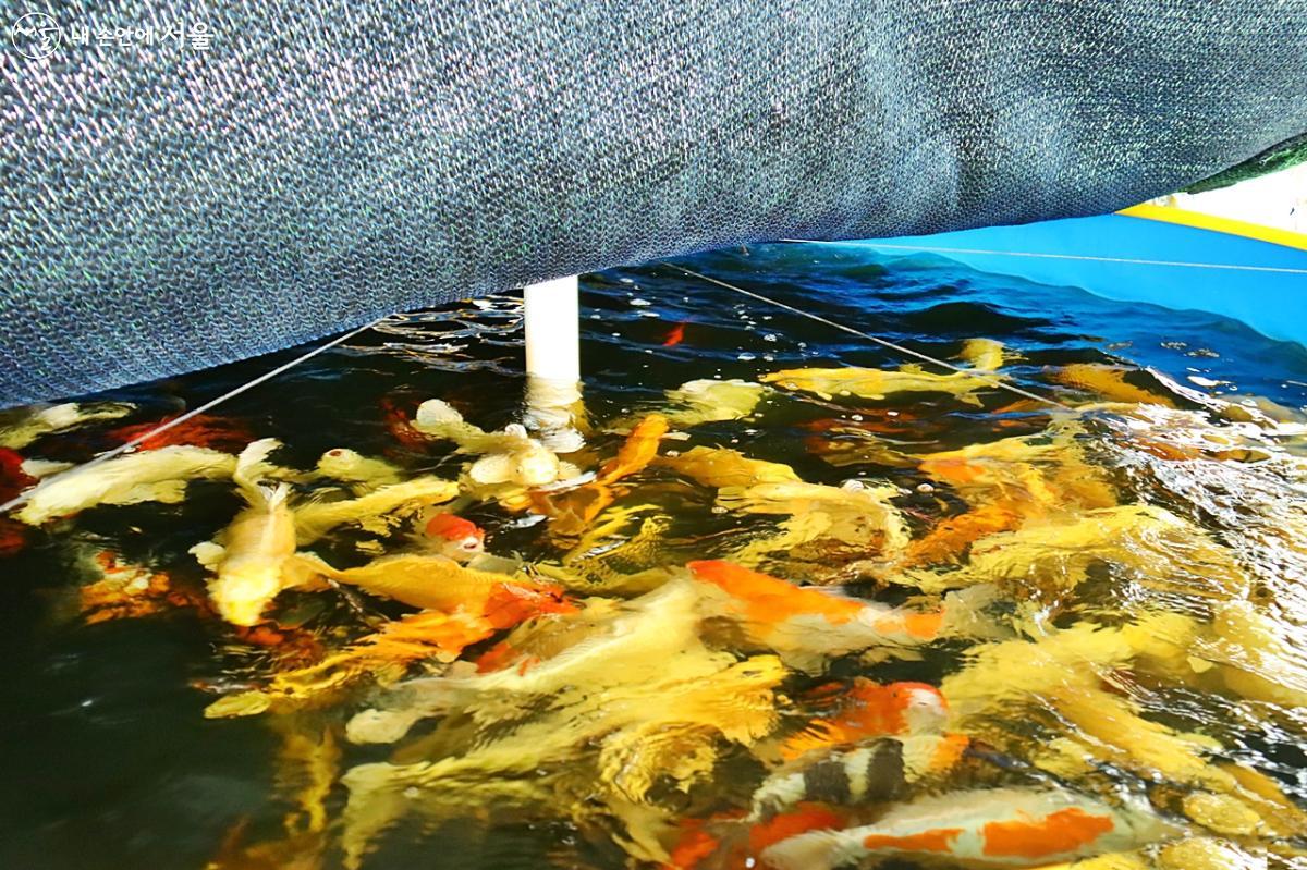 물고기와 채소를 동시에 사육 재배하는 환경친화적 방식인 양어수경재배시설의 비단잉어들 ⓒ정향선