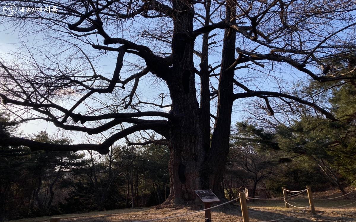 서울의 대표적 나무이자 능의 수호수인 수령 약 500년 이상의 은행나무 ©전주영