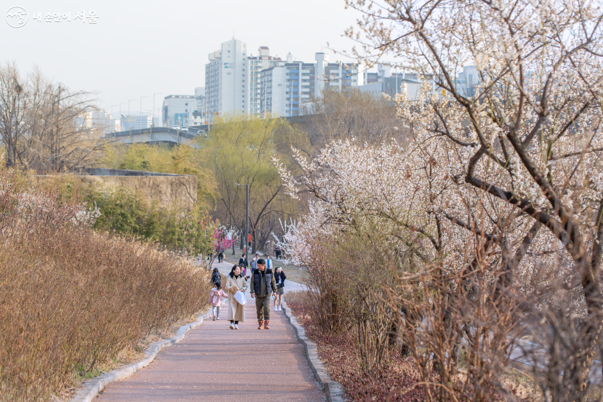 매화꽃 핀 길을 걸으며 시민들 마음도 은은한 꽃향기로 물든다. ©문청야