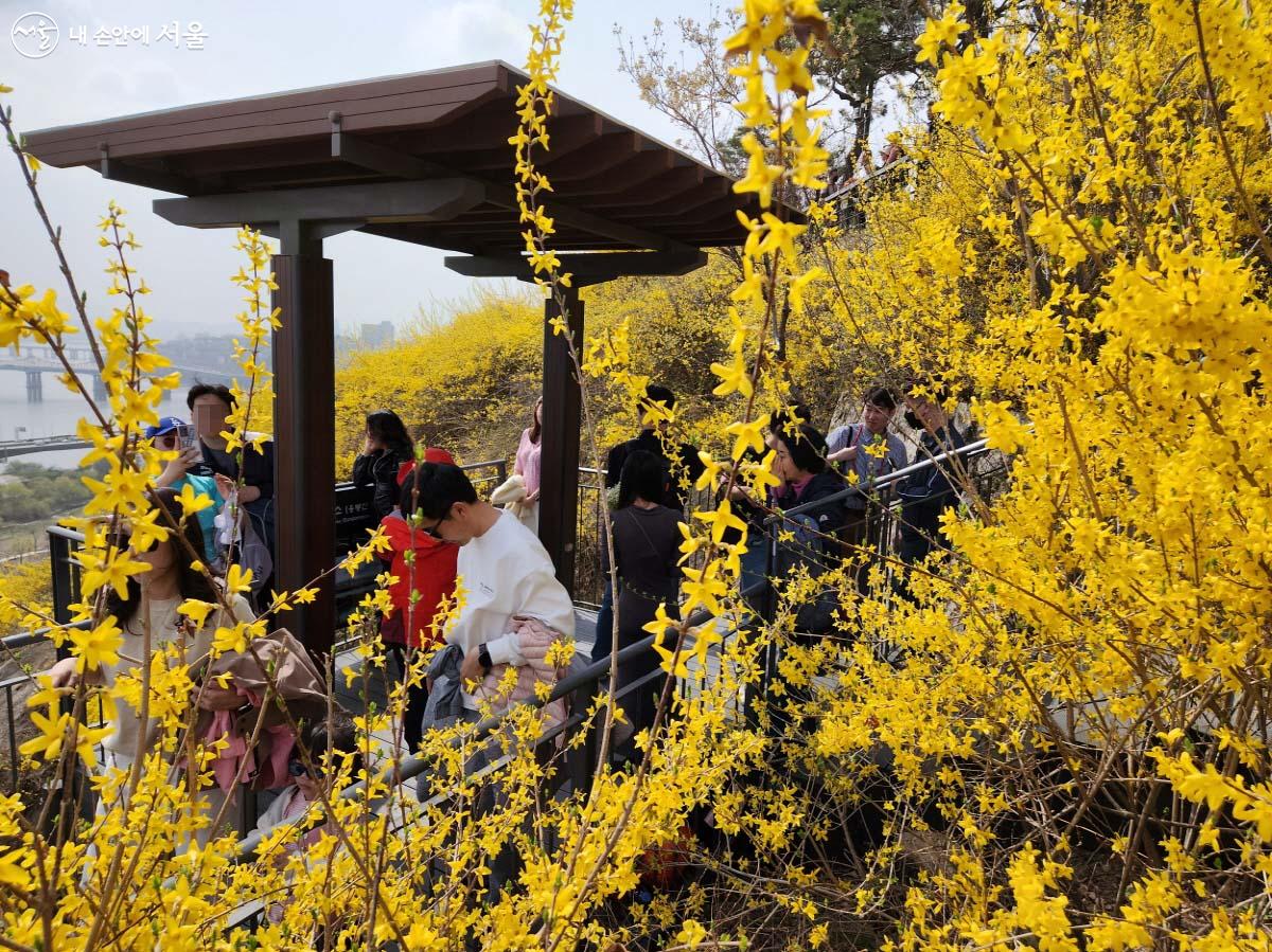 개나리 꽃으로 뒤덮힌 쉼터에서 시민들이 경관을 감상하고 있다. ©조시승